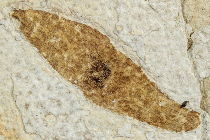 Fossil Winged Seed (Ailanthus) - Wyoming #245179